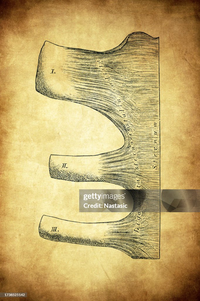 Free Rib Joint Joints Between Ribs And Sternum High-Res Vector Graphic - Getty Images