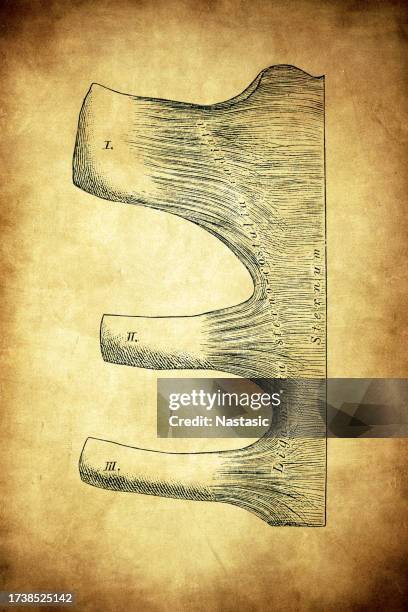 Joints Between Ribs And Sternum High-Res Vector Graphic - Getty Images