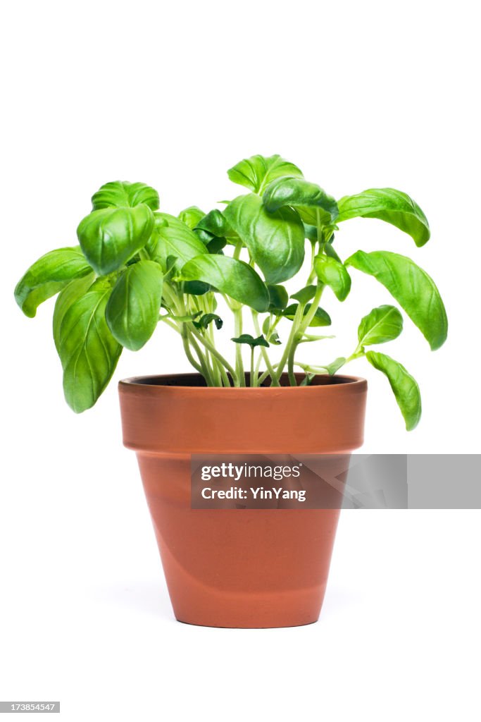 Basil hierbas planta de tiesto abertura aislado sobre fondo blanco
