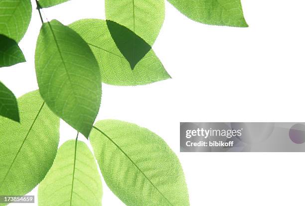 feuilles vertes isolé - transparent photos et images de collection