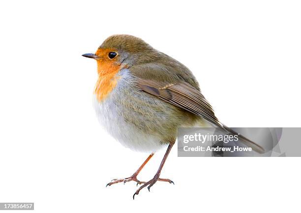 robin (erithacus rubecula) - birds isolated stock pictures, royalty-free photos & images