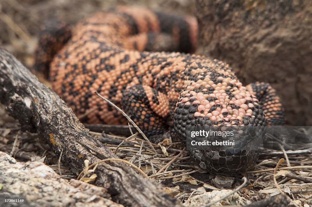 Eloderma. Saguaro National Park, Arizona