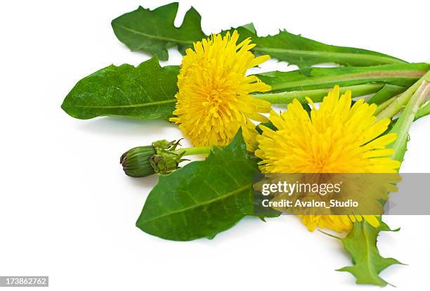 dandelion - dandelion isolated stock pictures, royalty-free photos & images