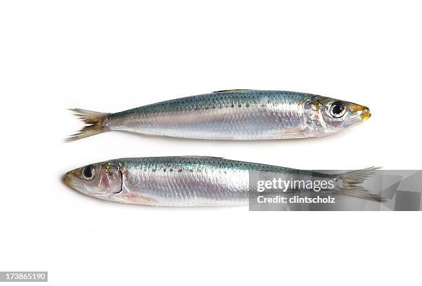 dois sardinhas - sardinha imagens e fotografias de stock