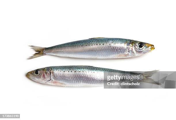 two sardines - fresh seafood 個照片及圖片檔