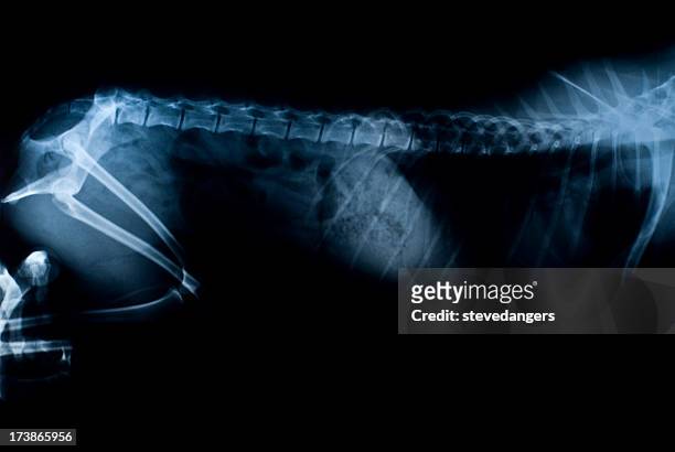 chien x-ray - vertebras photos et images de collection