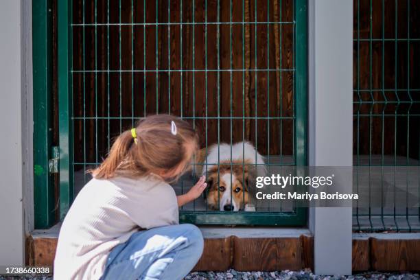 a girl and her chosen dog at a dog shelter. - dog pound stock pictures, royalty-free photos & images