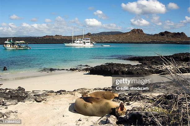 sea lions relaxing on beach, galapagos - galapagos boat stock pictures, royalty-free photos & images