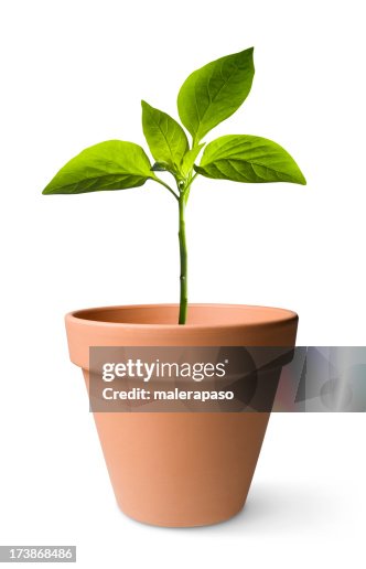 Piantina di semenzaio Piantina di semenzaio