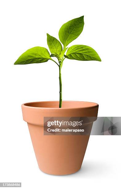 seedling - seedling pot stock pictures, royalty-free photos & images