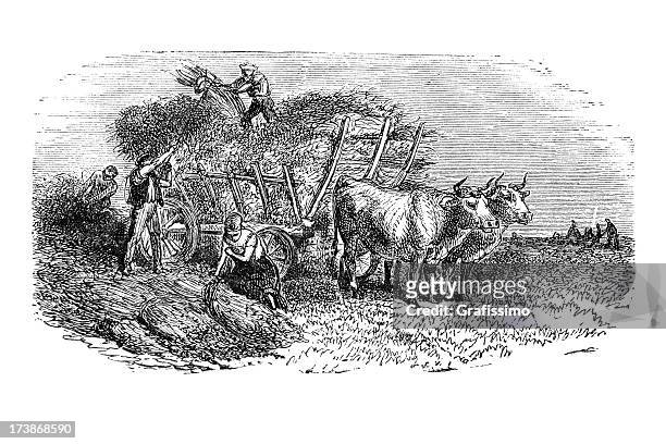 engraving of people harvesting wheat with two cows - animal powered vehicle stock illustrations