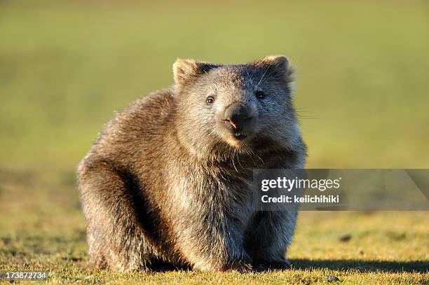 wombat - wombat stock pictures, royalty-free photos & images