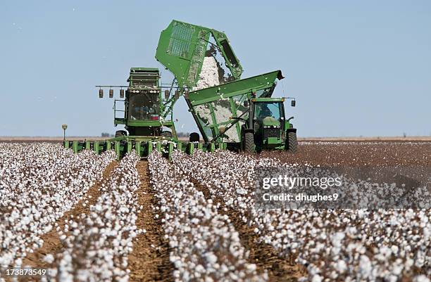 cotton stripper harvesting crop - cottonfield stock pictures, royalty-free photos & images