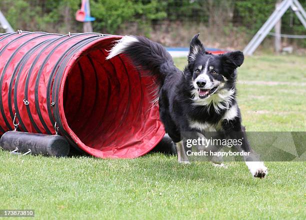 agilidade cão - dog agility imagens e fotografias de stock