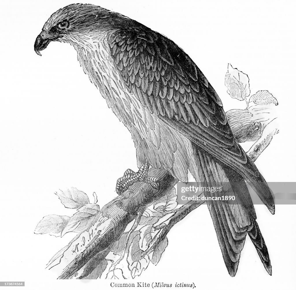 Gemeinsamen Drachen Milvus-ictinus