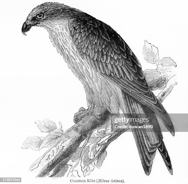 common kite milvus ictinus - kite bird stock illustrations