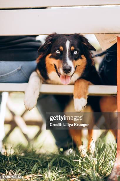 close-up portrait of australian shepherd. - australian shepherd eyes stock pictures, royalty-free photos & images