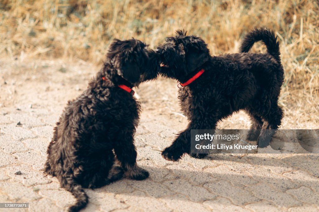 Two Black russian terrier puppies.