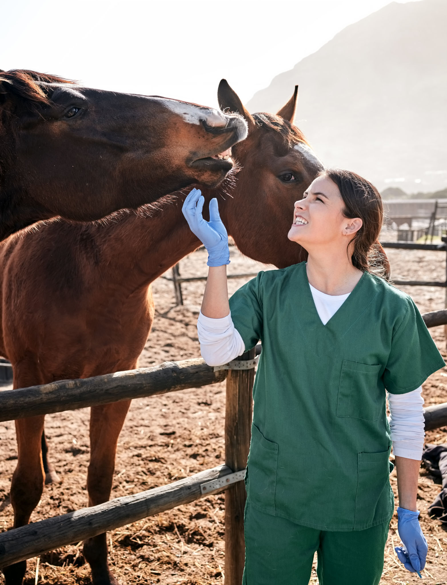 equine insurance
