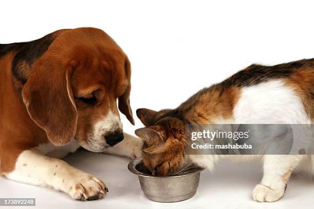 猫と犬。 - cat food ストックフォトと画像