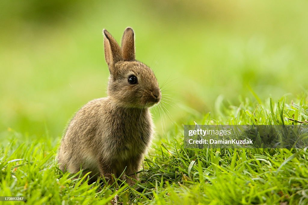 Rabbit (Oryctolagus cuniculus)