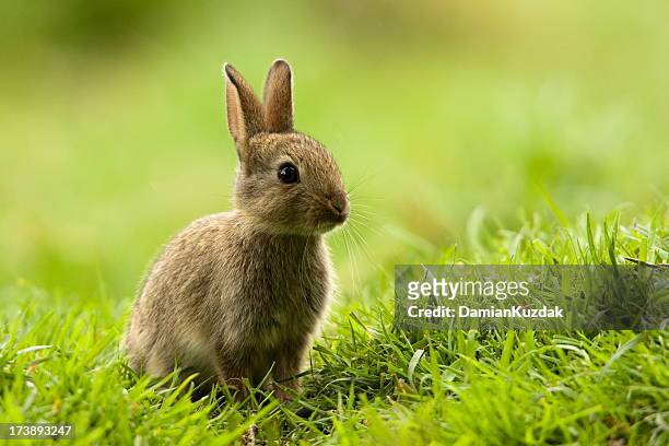 rabbit (oryctolagus cuniculus) - rabbit stock pictures, royalty-free photos & images