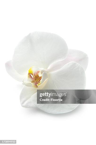 flowers: orchid - white flowers stock pictures, royalty-free photos & images