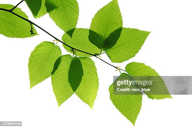 green hojas - betula pendula fotografías e imágenes de stock