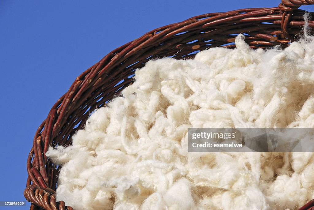 Raw sheep wool