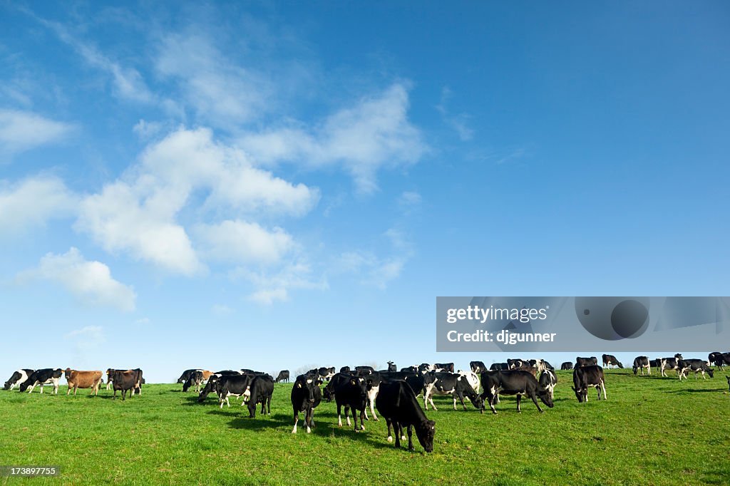 Several dairy cows eating grasses on the field