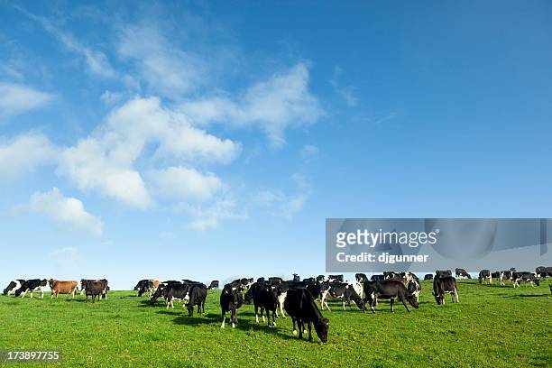 several dairy cows eating grasses on the field - grazing stock pictures, royalty-free photos & images