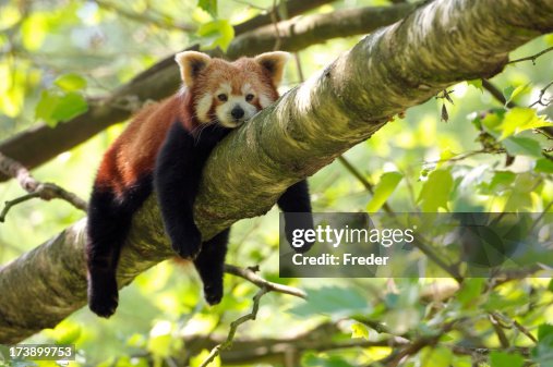 2 426点のレッサーパンダのストックフォト Getty Images 2 426点のレッサーパンダのストックフォト Getty Images