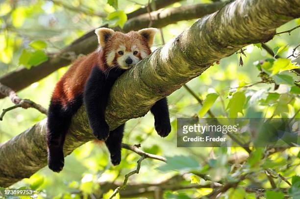 tired red panda - pandas stockfoto's en -beelden