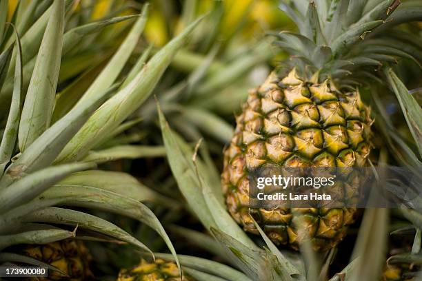 a ripe pineapple growing on the plant - ananas stockfoto's en -beelden
