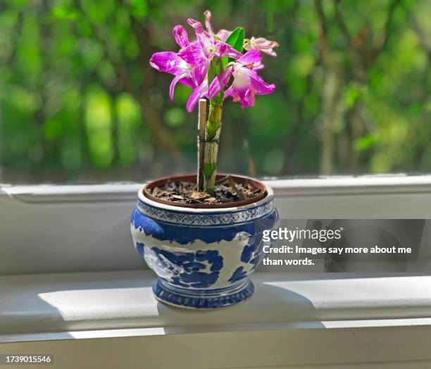 a blue & white porcelain vase with a vibrant orchid sits by the window - fuchsia orchids stock pictures, royalty-free photos & images