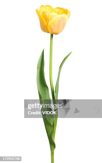 98 617点のチューリップのストックフォト Getty Images 98 617点のチューリップのストックフォト Getty Images