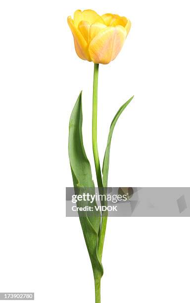 yellow tulip - yellow tulips stock pictures, royalty-free photos & images