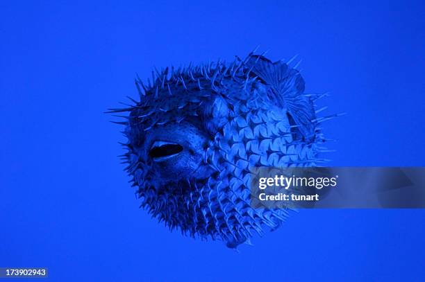 creature under water - puffer fish stock pictures, royalty-free photos & images