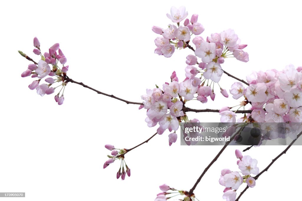 Cherry blossom Aislado en blanco