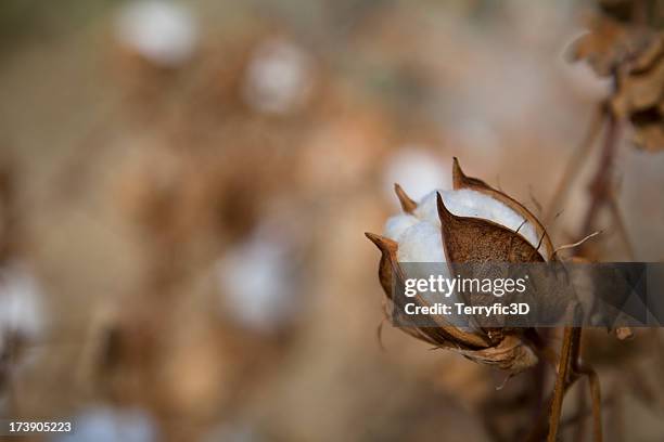 white cotton boll on plant when ready to harvest - organic cotton stock pictures, royalty-free photos & images