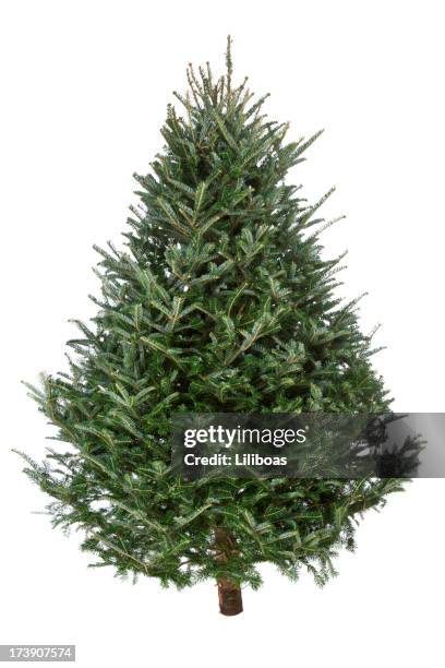 christmas tree, real fraser fir - christmas tree white background stock pictures, royalty-free photos & images