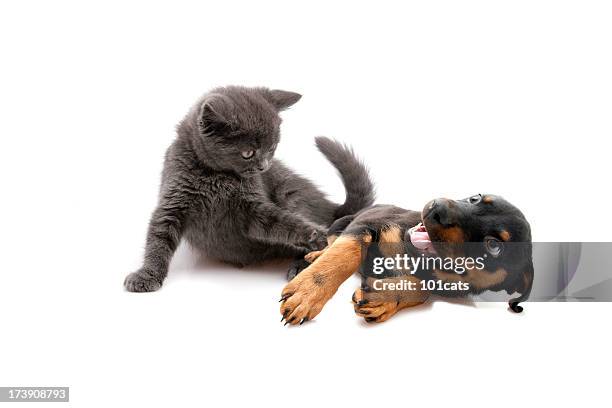 il momento di giocare - dogs and cats foto e immagini stock