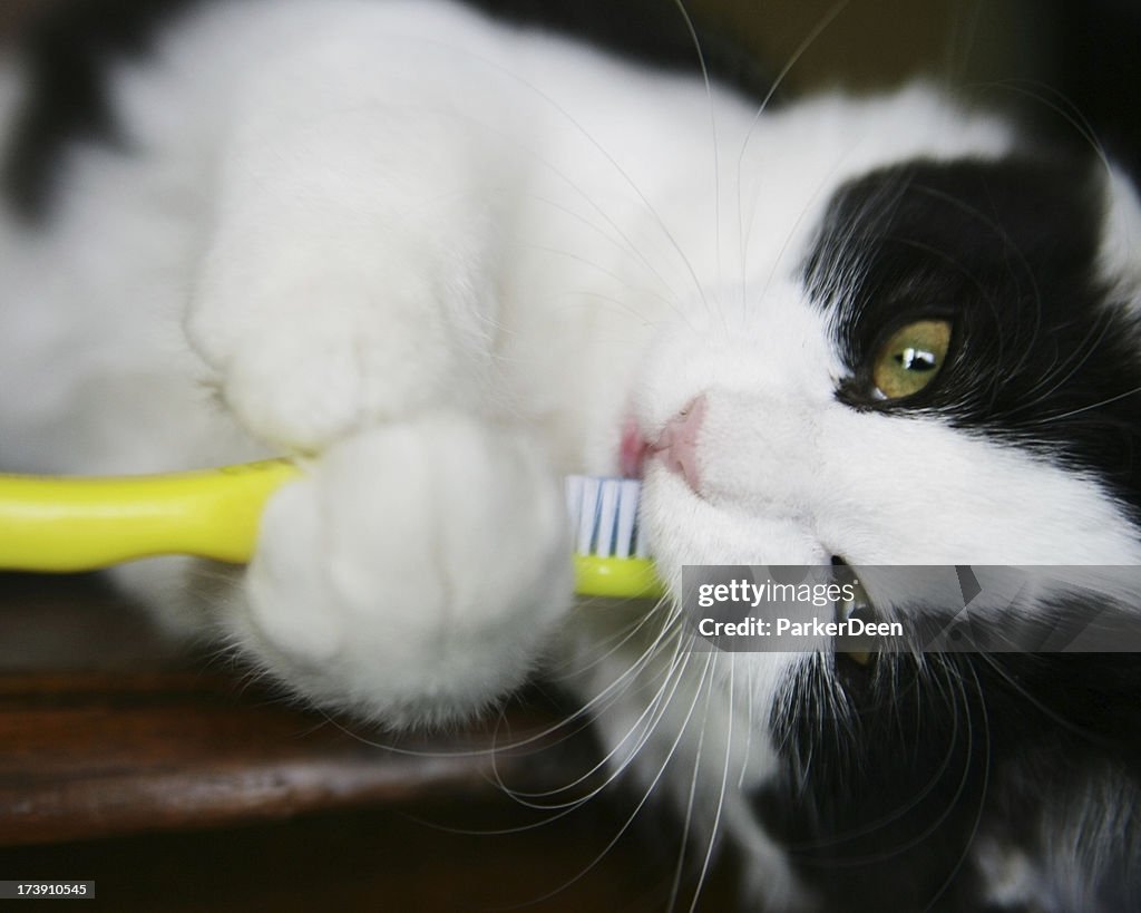 Kitten Brushing Her Teeth with Yellow Toothbrush