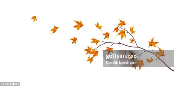 autumn branch - esdoorn stockfoto's en -beelden