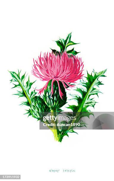 dwarf thistle - carlina acaulis - stemless carline thistle stock illustrations