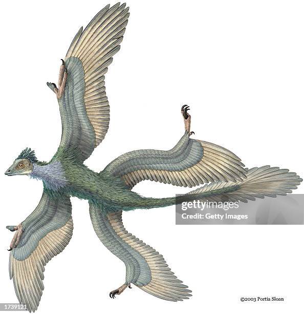 This handout image, showing an artist's interpretation of the winged dinosaur, Microraptor Gui, was published in the Journal Nature on January 22,...