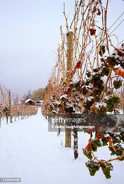 snowy vineyard in the ice wine region of okanagan valley - okanagan vineyard stockfoto's en -beelden