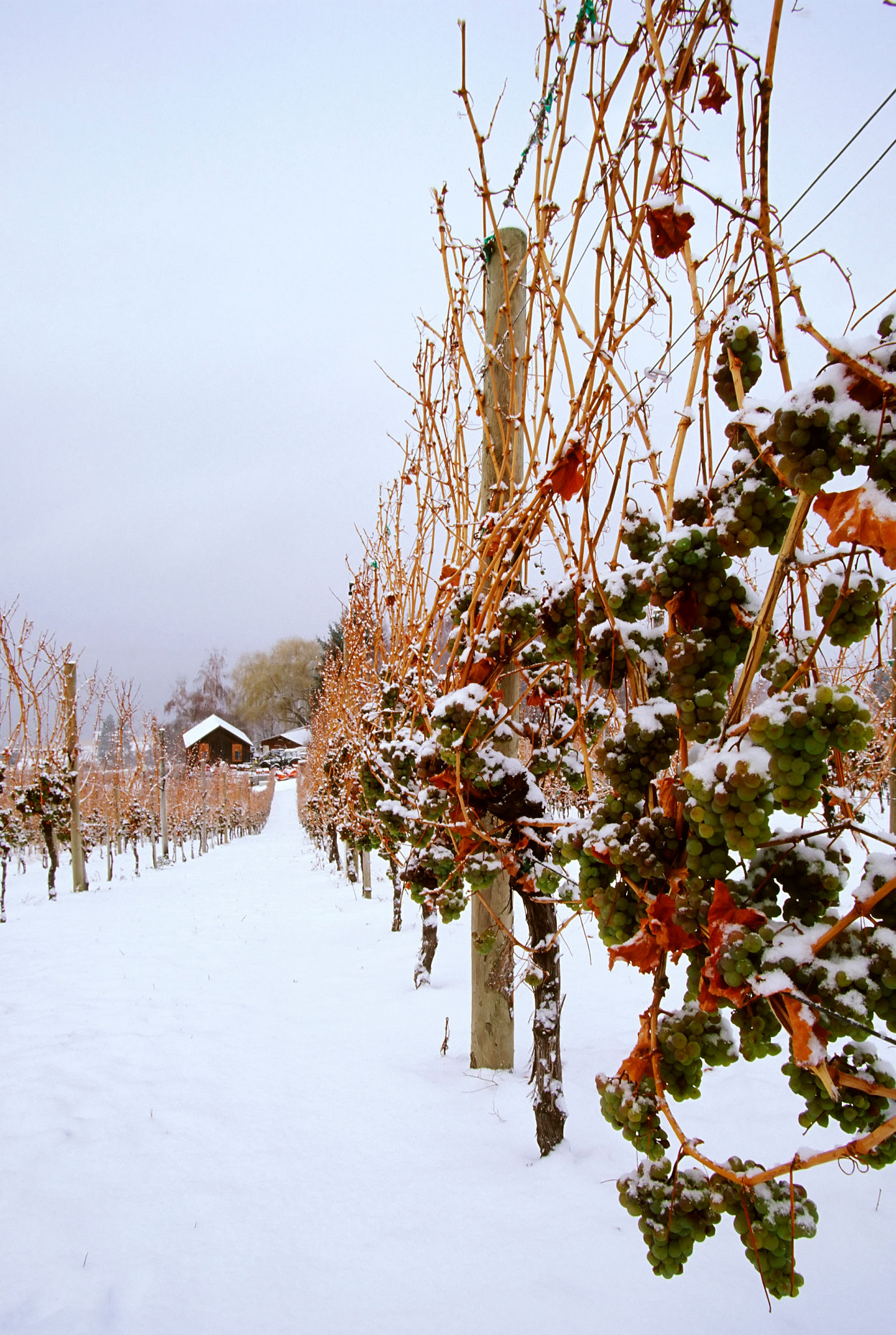 superfood winter