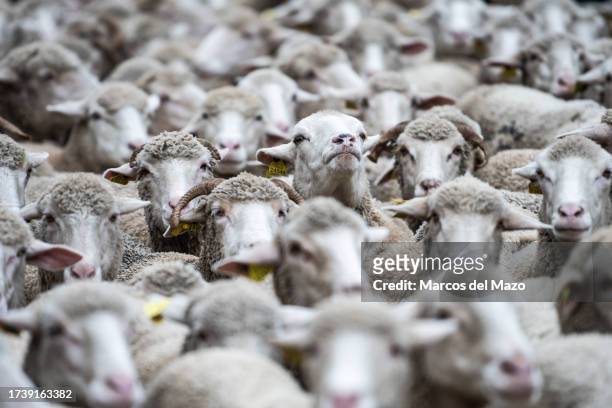 Flock of sheep is seen in the city center for the annual Transhumance Festival. The Transhumance Festival is a traditional event with thousands of...