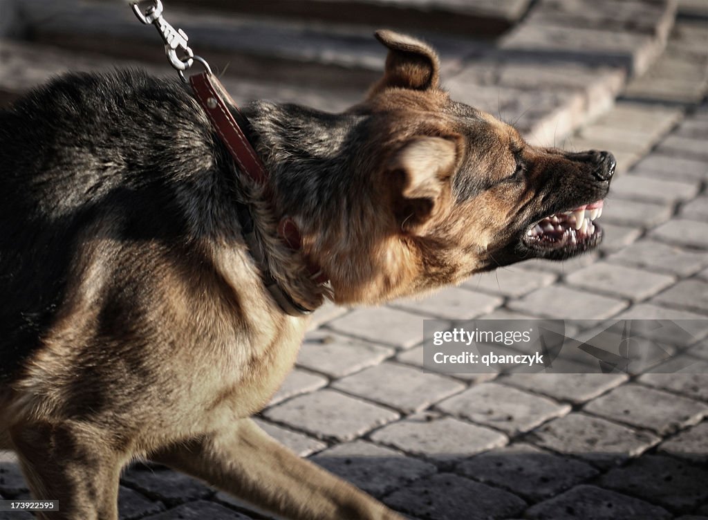 Furioso Cão pastor alemão.